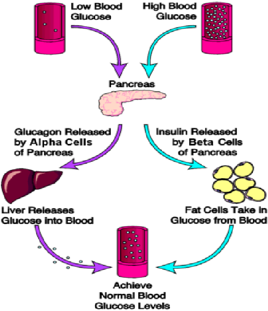 2: Normal glucose metabolisms by insulin and glucagon ...