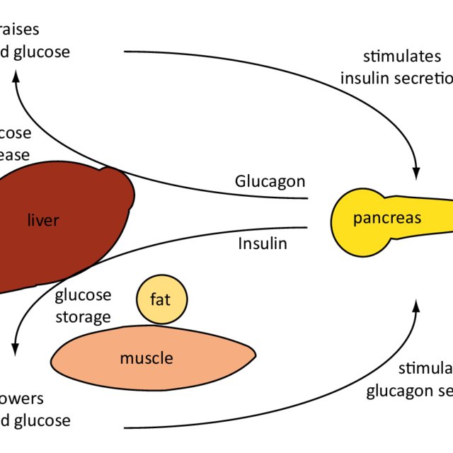2: Regulation of blood glucose levels by insulin and ...