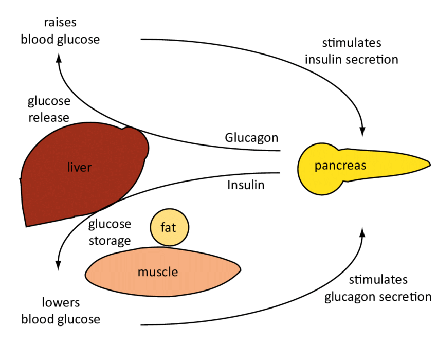 2: Regulation of blood glucose levels by insulin and ...