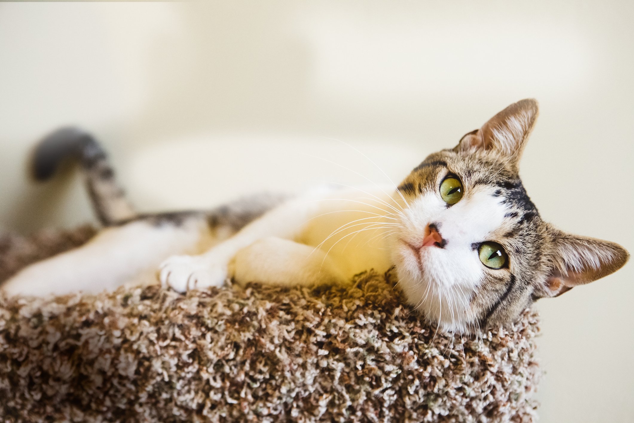 6 Tips to Effectively Manage Your Diabetic Cat