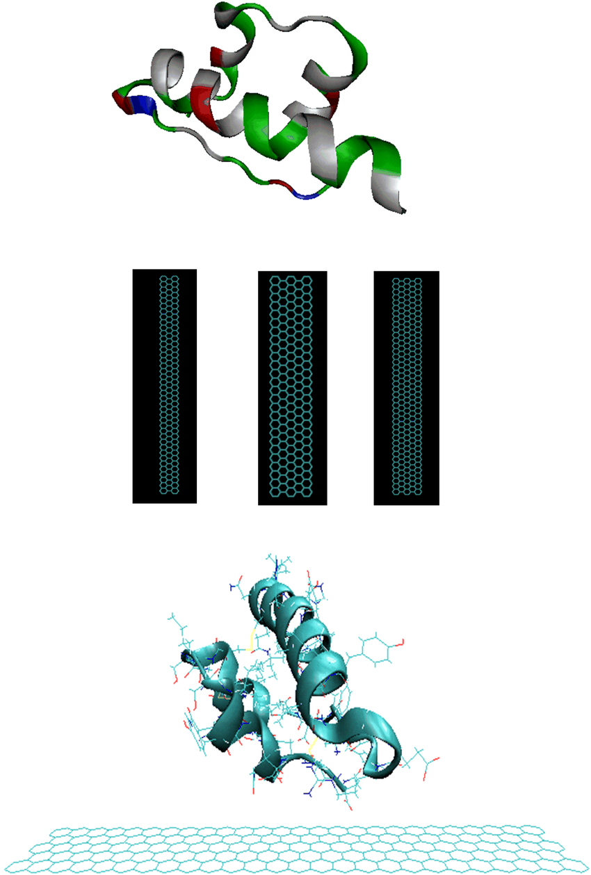(a) The secondary structure of model protein (insulin ...