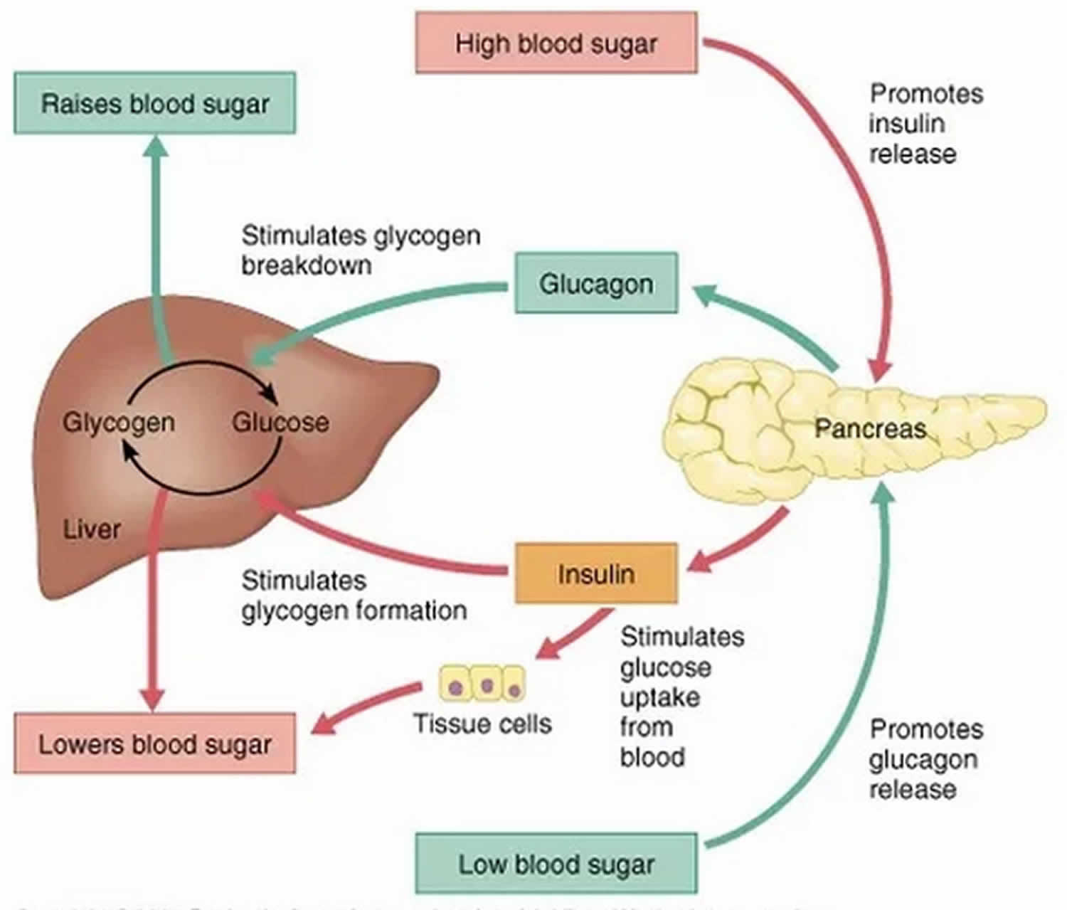 Blood sugar regulation &  hormone that regulates blood sugar