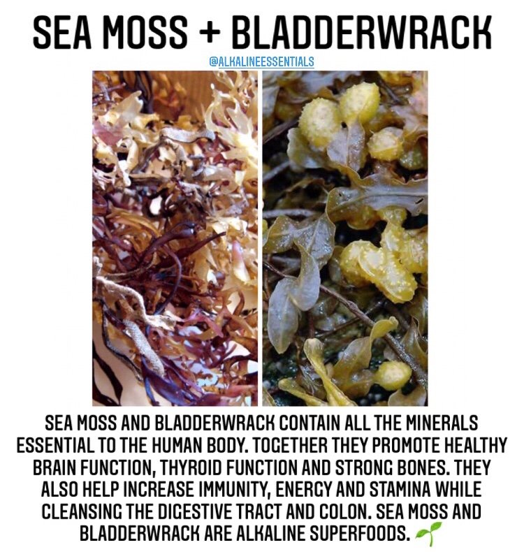 Buy Sea Moss Bladderwrack Duo Online