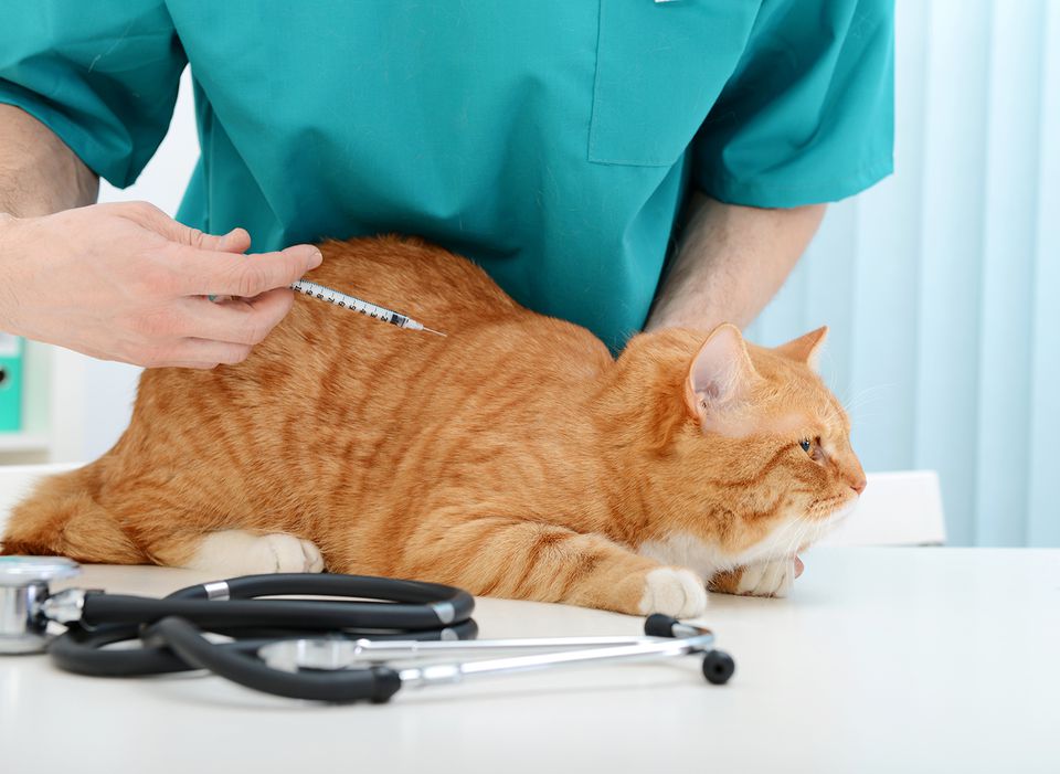 Can a Cat With Diabetes Be Treated With Food and Diet?