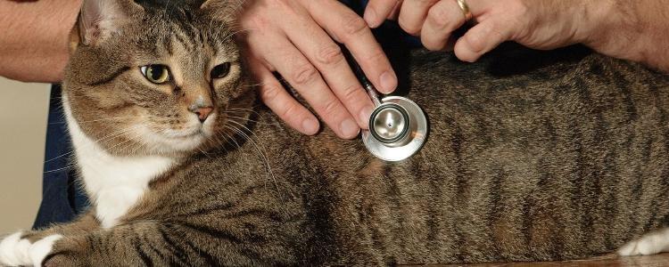 Can You Use A Human Glucose Meter On A Cat