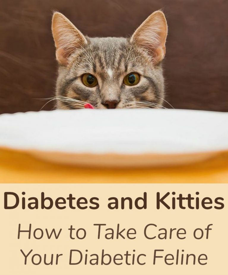 Diabetes and Kitties: How to Take Care of Your Diabetic ...