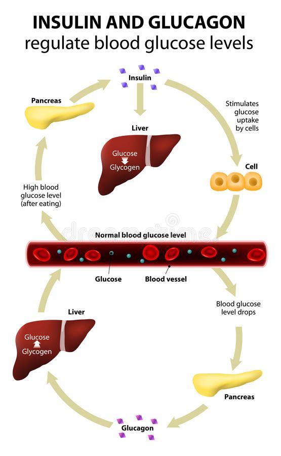 Diabetes Fact: how insulin and glucagon control blood ...