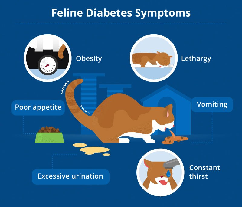 Diabetes in Cats: Causes, Symptoms, &  Treatment
