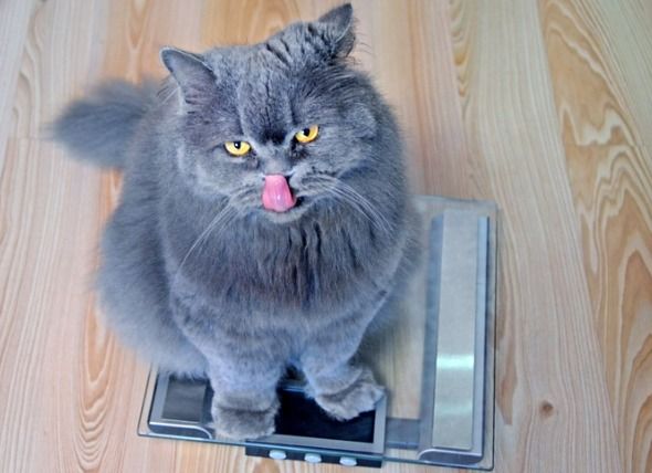 Do you know how much your cat should weigh? Find out what ...