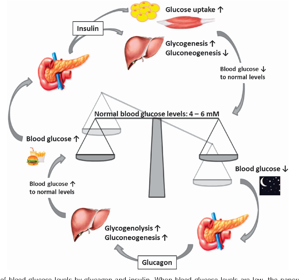 Figure 2 from Pancreatic regulation of glucose homeostasis ...