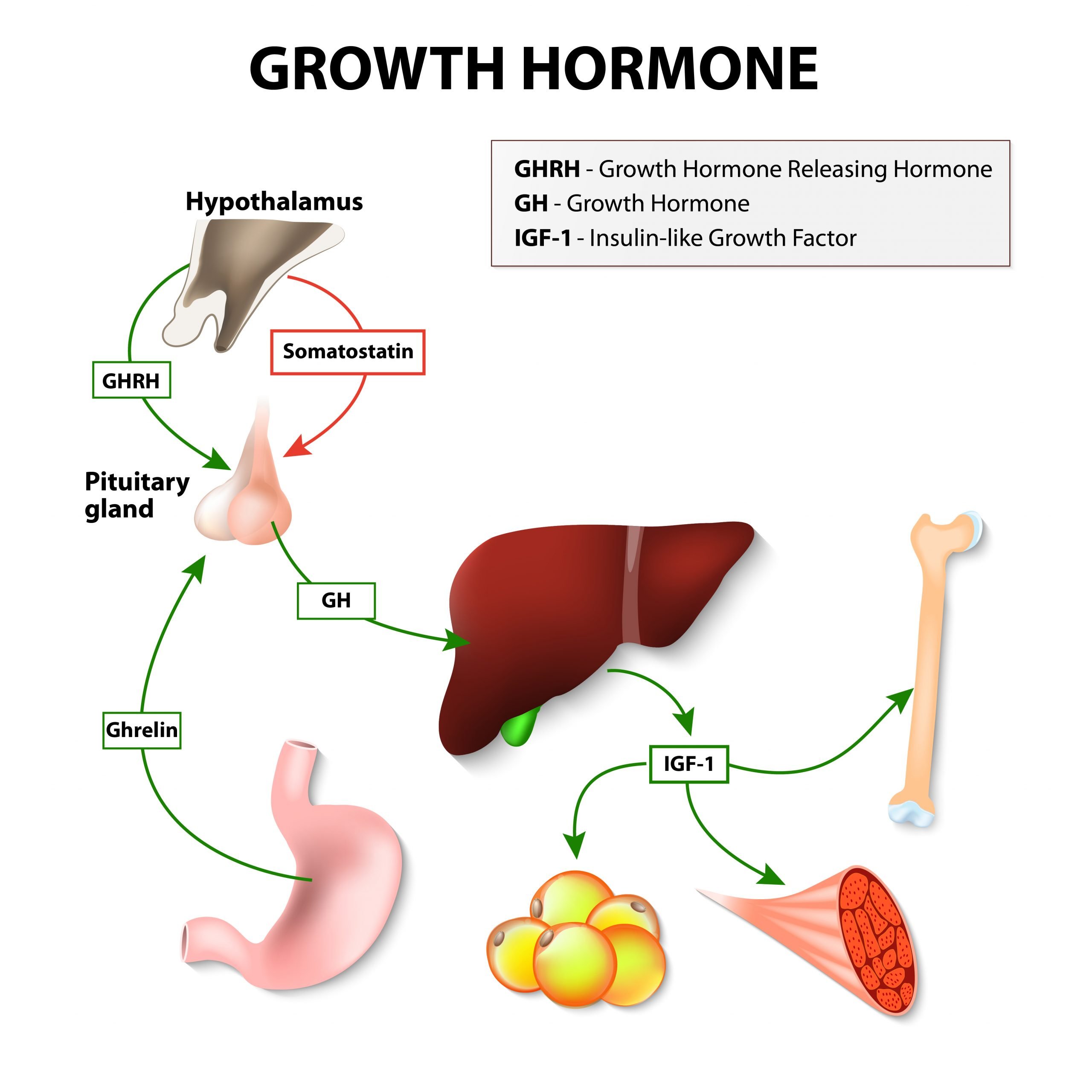 Functions of Growth Hormone (GH)