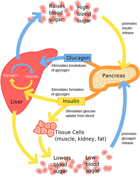 Glucose Regulation in Human Body [28]