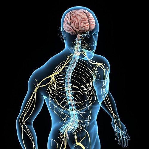How Does Diabetes Affect the Nervous System?