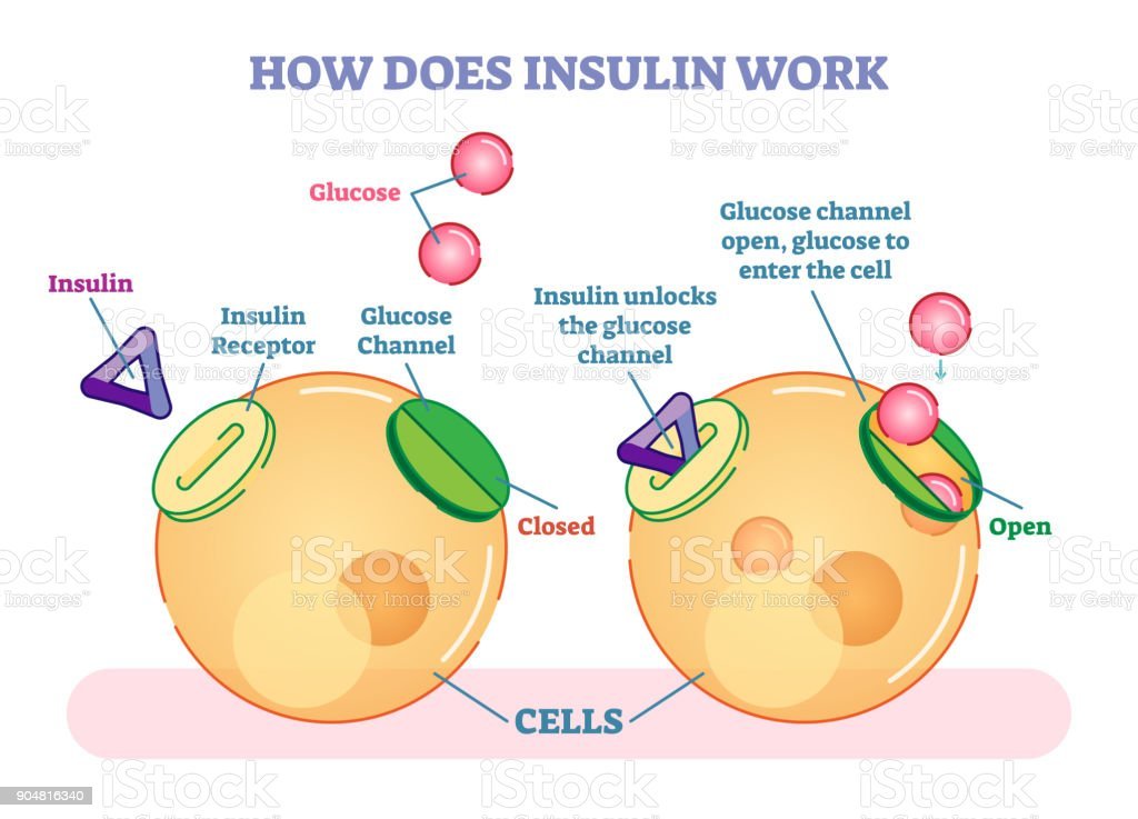 How Does Insulin Work Illustrated Vector Diagram Stock Illustration ...