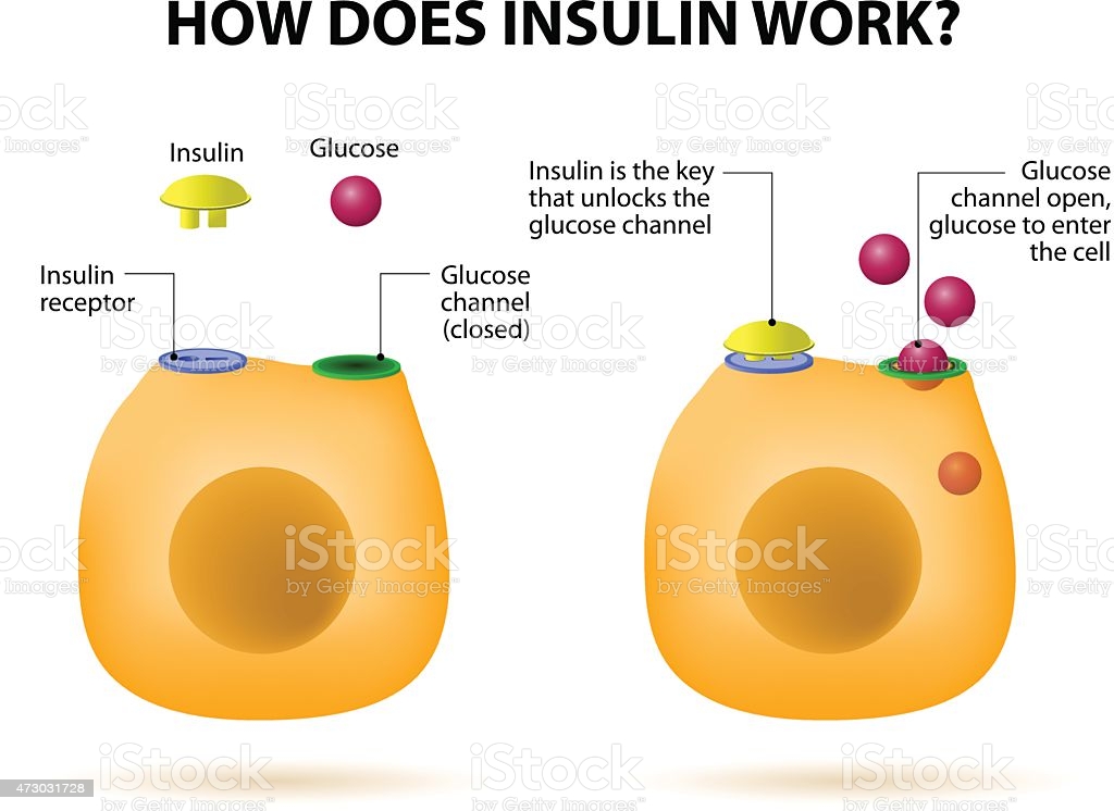 How Does Insulin Work Stock Illustration