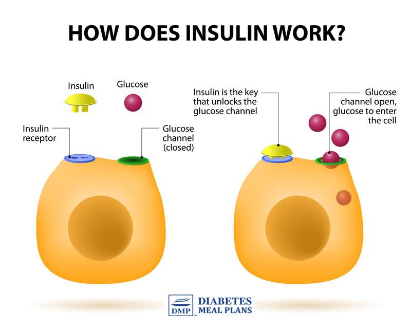 How Insulin Works: PLUS The Different Types of Insulin ...