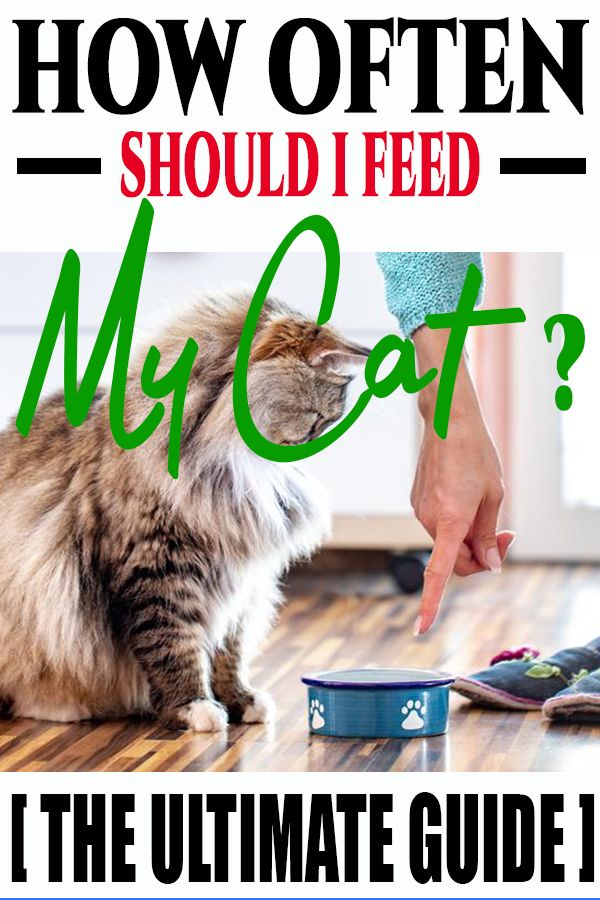 How Long Does It Take a Cat To Digest Food