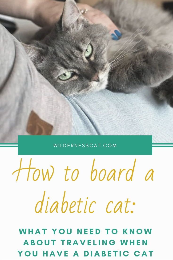 How Often Should A Diabetic Cat Eat