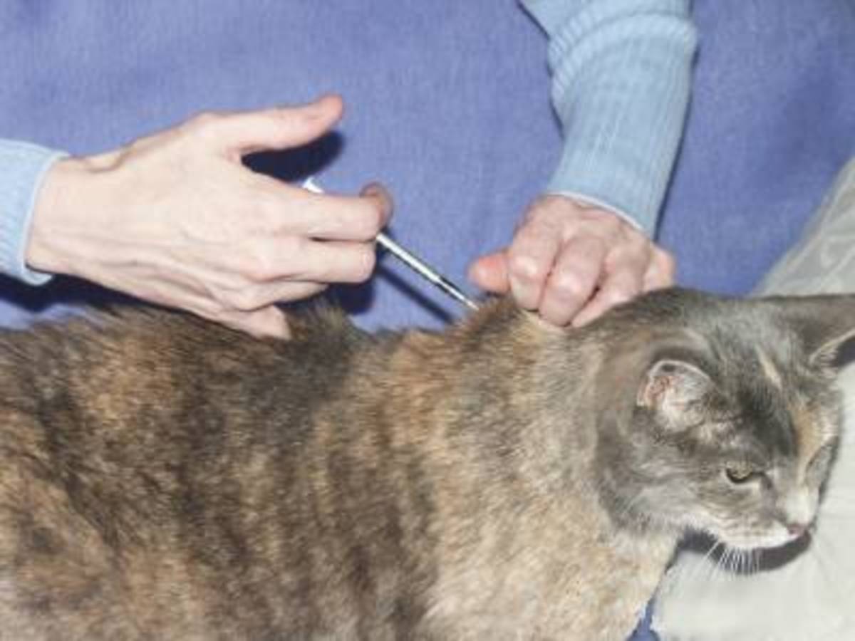 How to Care for a Diabetic Cat