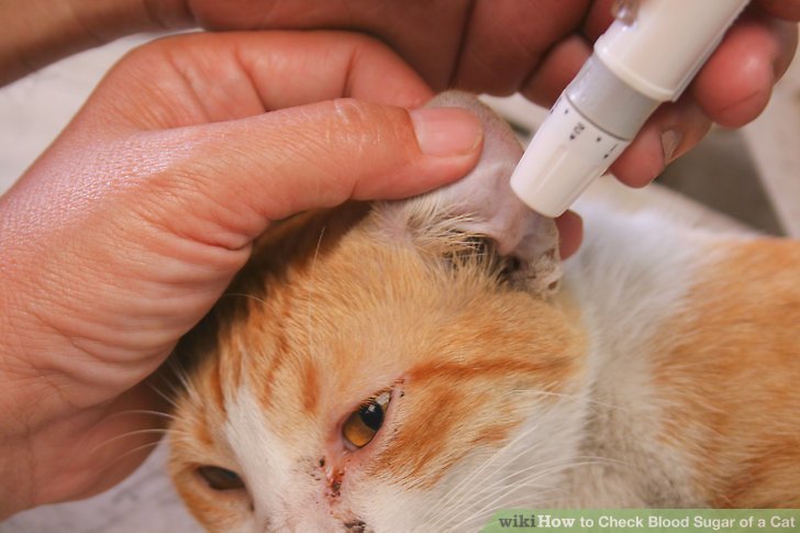 How to Check Blood Sugar of a Cat: 7 Steps (with Pictures)