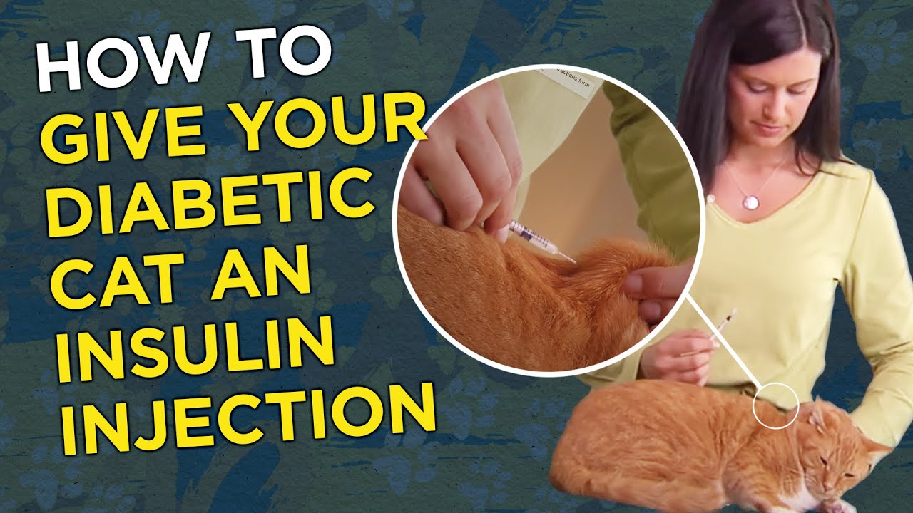 How to Give Your Diabetic Cat an Insulin Injection
