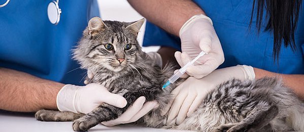 How to Manage Diabetes in Cats