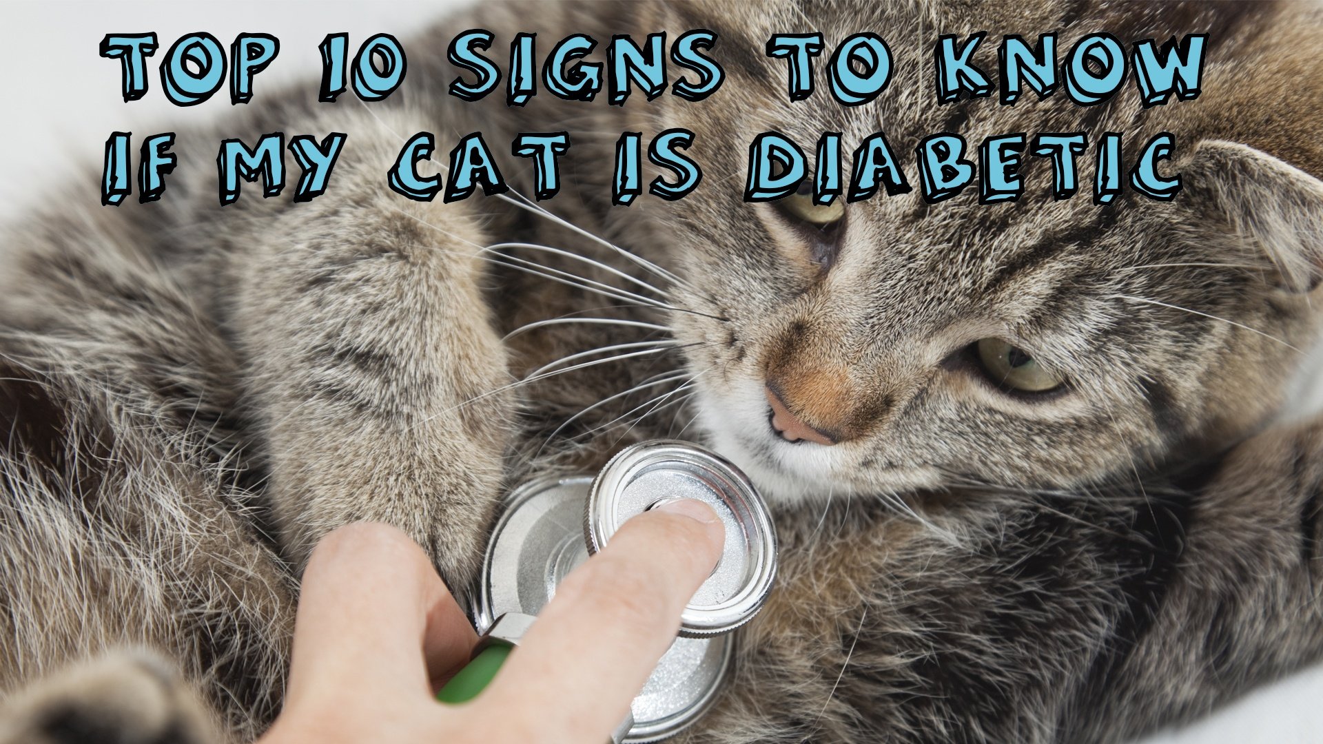 How to Tell if Your Cat Has Diabetes