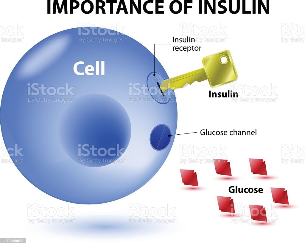 Infographic Illustration Of The Importance Of Insulin ...