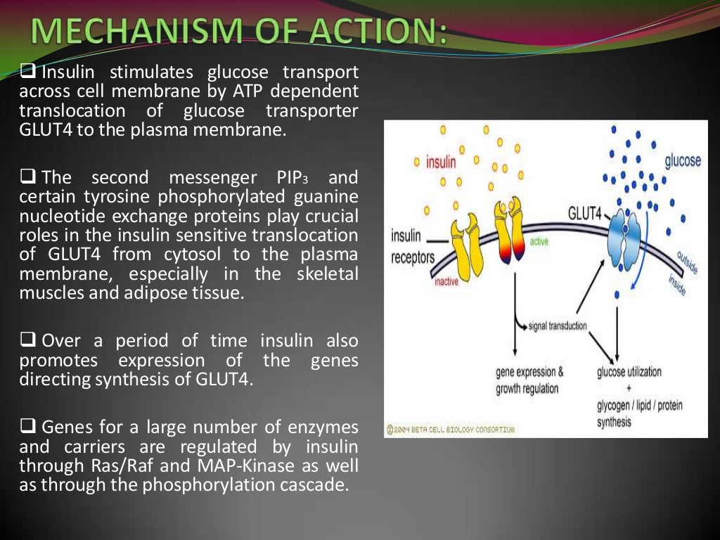 Insulin and its mechanism of action