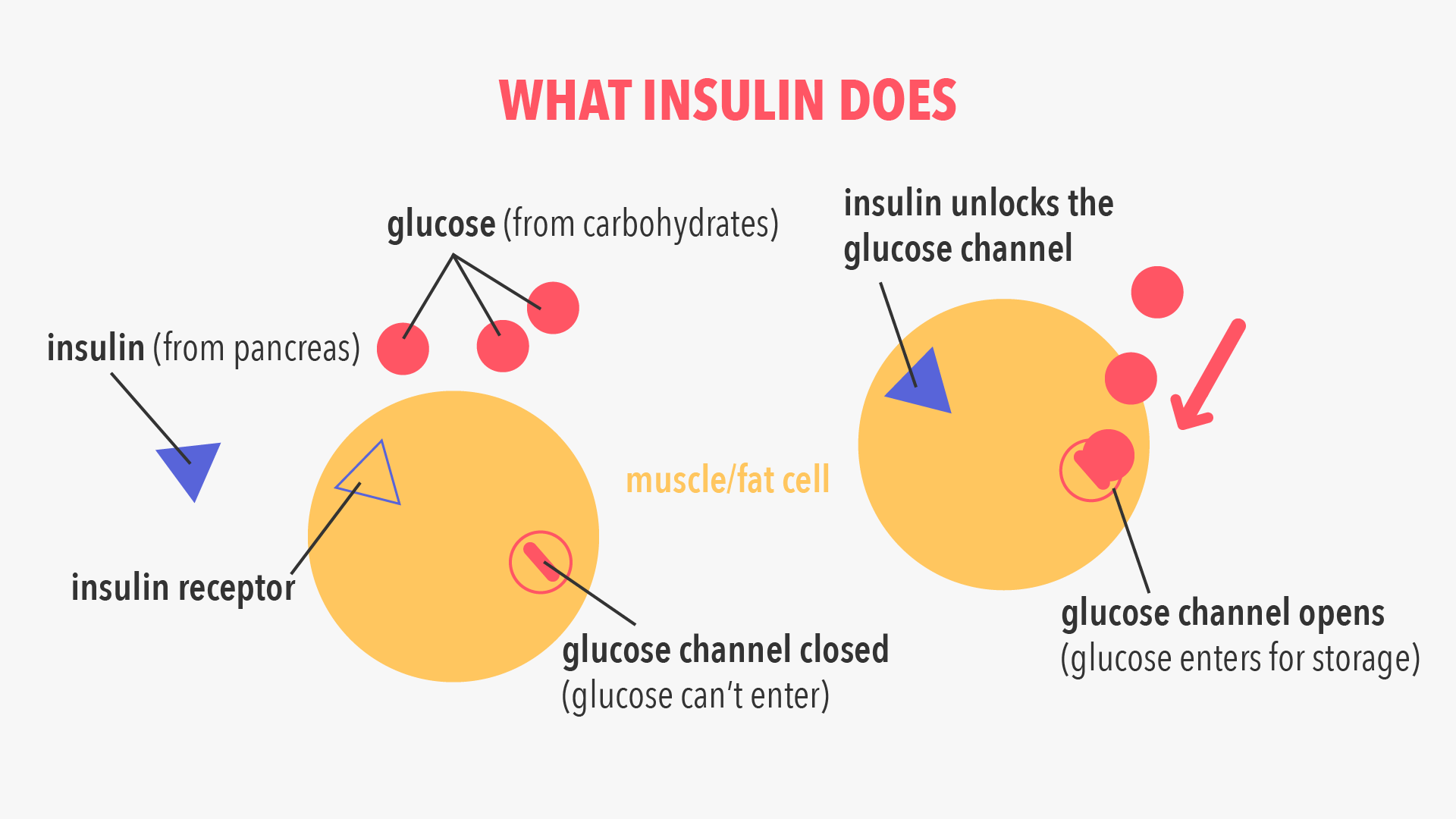 Insulin Causes Fat Storage, Sure, But It Doesnt Make You Gain Weight