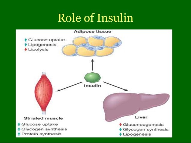 Insulin: Function, Types, Dosages &  Reaction » How To Relief