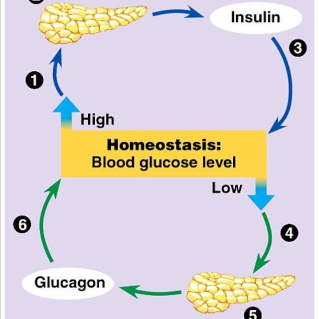 Insulin Glucagon Ratio Explained