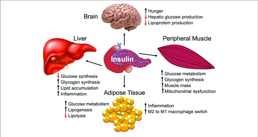 insulin is a major regulator of metabolism and organ