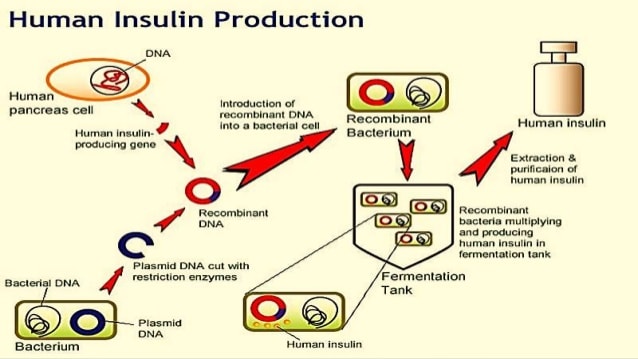 Insulin production and synthesis