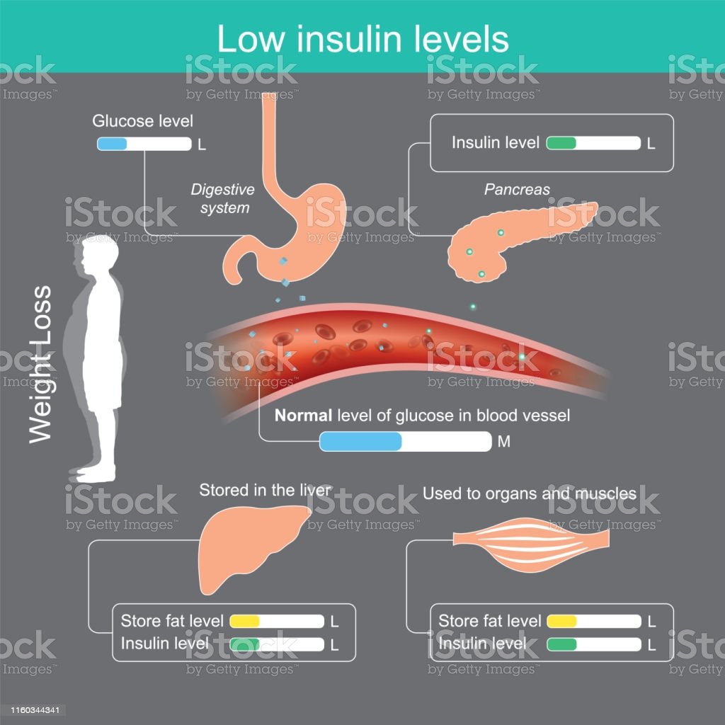 Low Insulin Levels Insulin In Healthy Body Brings Glucose ...