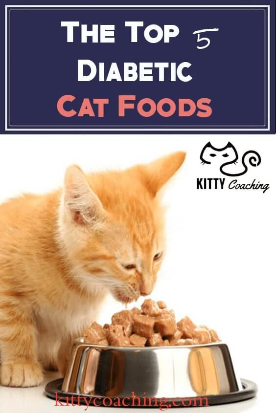 lower blood sugar: how do you treat a diabetic cat
