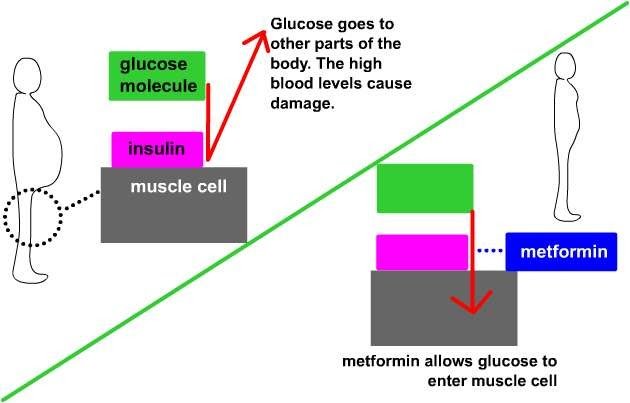 lower blood sugar with metformin