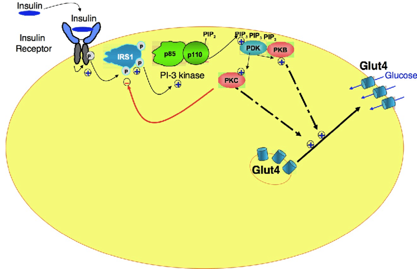 Mechanism of insulin action with regards to the activation ...