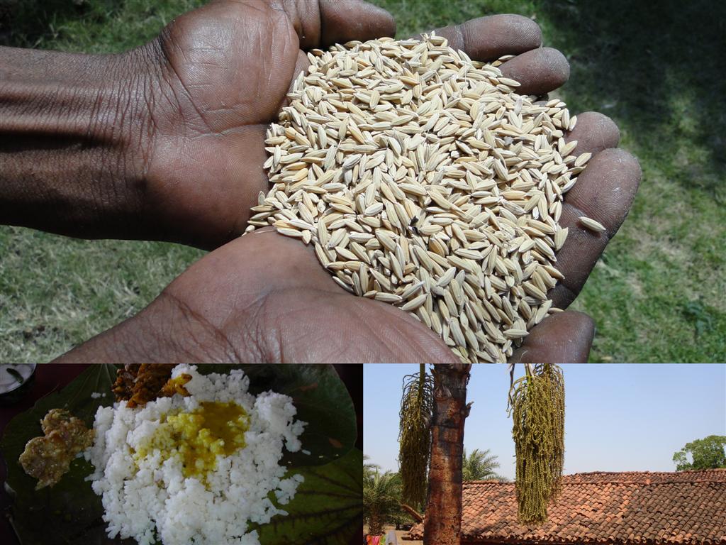 Medicinal Rice Formulations for Diabetes Complications and ...