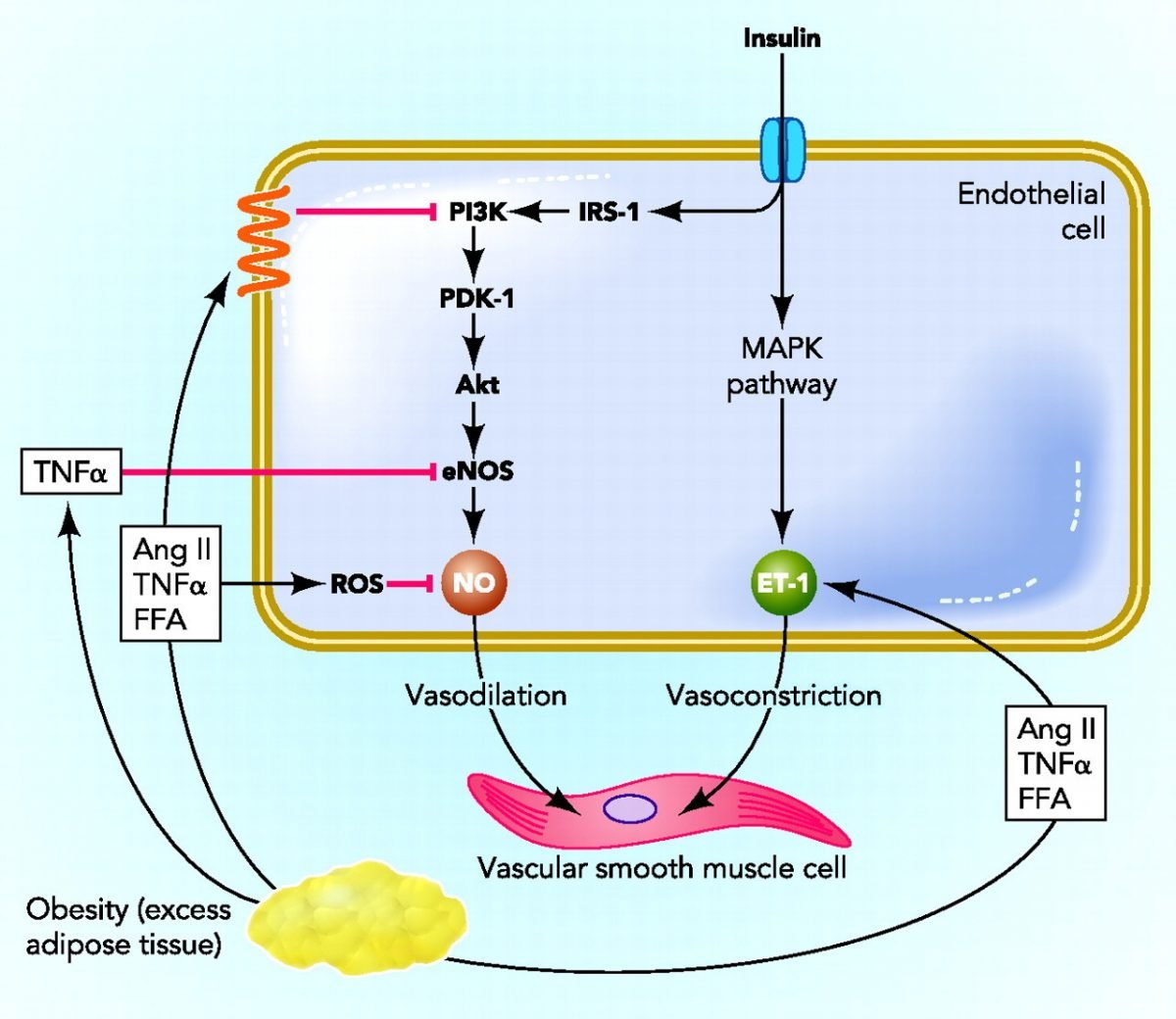 Microvascular Dysfunction in Obesity: A Potential Mechanism in the ...