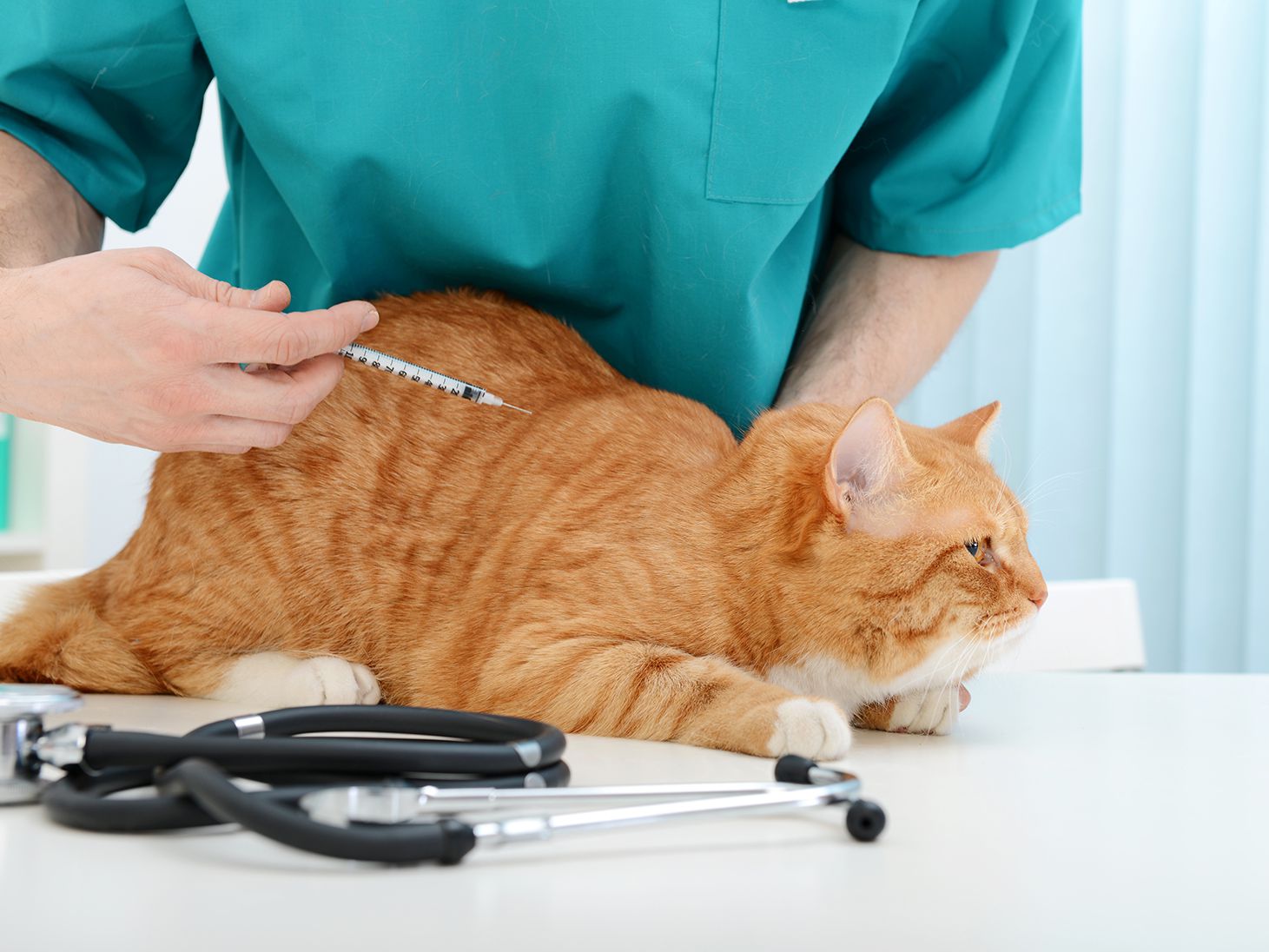Prozinc Insulin For Cats Dosage