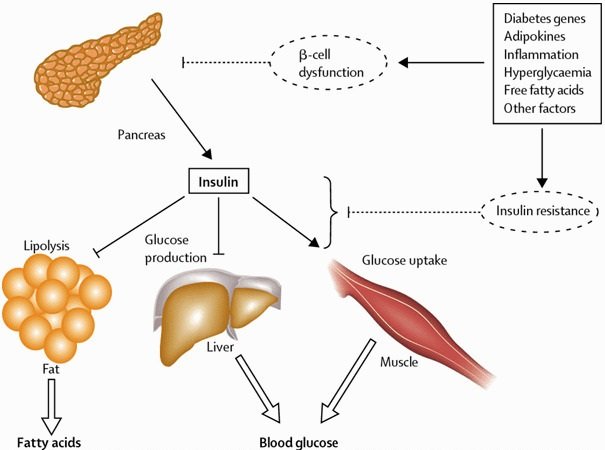 Role of Insulin in Our Body