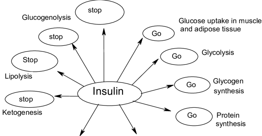 Schematic representation of insulin action.