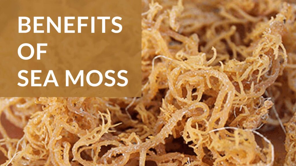 sea moss 99 minerals list benefits for men womens
