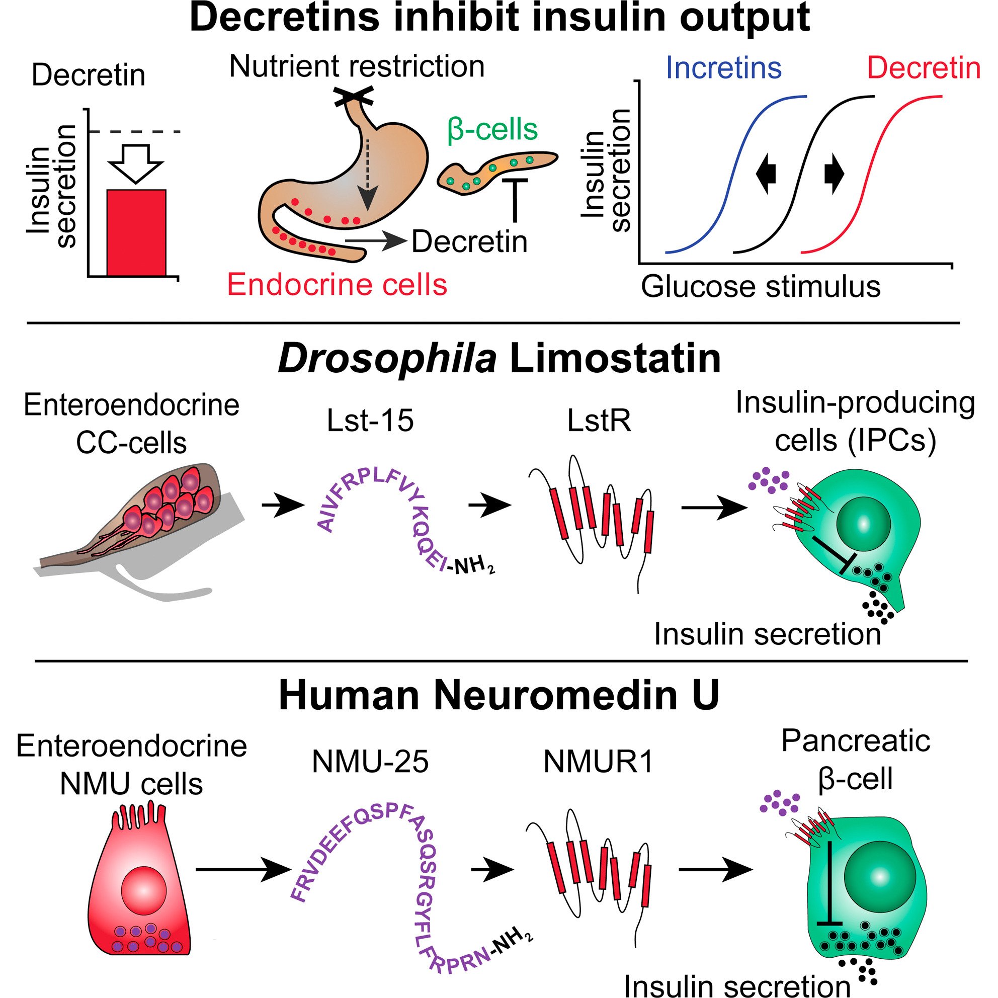 Suppression of Insulin Production and Secretion by a ...