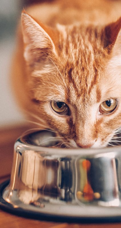 TRENDS IN YOUR INBOX: Start Your Diabetic Cat Patients Off on the Right Paw
