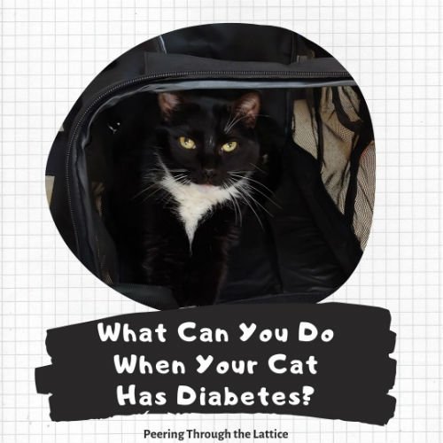 What Can You Do When Your Cat Has Diabetes?